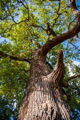 Oak tree in Richmond Park, England, UK