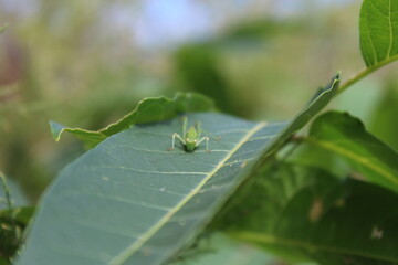 Petite bête qui vous observe