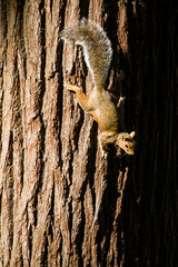 Grey squirrel climbs down an oak tree in Richmond Park,