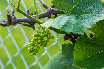 grape vines are growing lots of concord grapes at this point © Mark