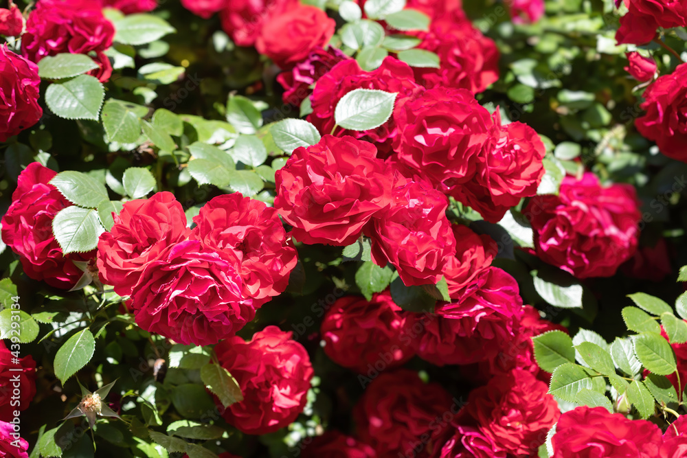 Canvas Prints Bush of red roses