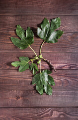 Flat lay photography of fig leaves on a table of old wood.