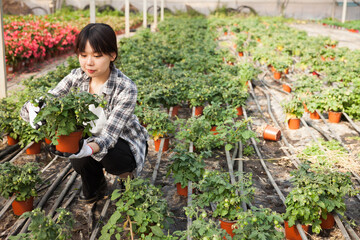 Chinese woman gardener working with tomato seedlings in greenhouse. High quality photo