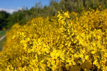 Cytisus scoparius, the common broom or Scotch broom