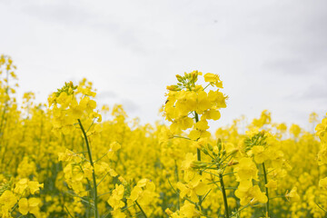 Obraz premium 菜の花