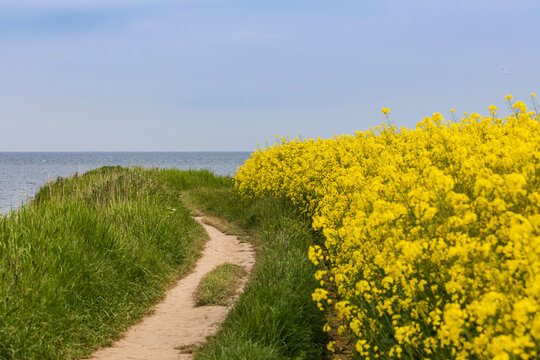 K&uuml;stenwanderweg auf der Insel Fehmarn zum Leuchtturm Staberhuk entlang an Rapsfeldern