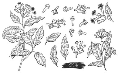 Set ingredient of clove aroma plant - flowers, leaves, branch and buds - obrazy, fototapety, plakaty