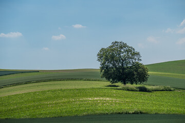 Obstbäume in idyllischer Hügellandschaft im Frühjahr