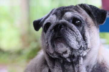 Close-up photo of pug face, fat dog, old age, sad eyes, lonely, missing the owner