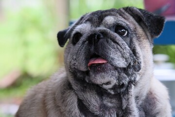 portrait of a bulldog