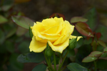 インカ　黄色のバラ