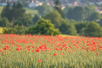 Klatschmohnblüten im Getreidefeld