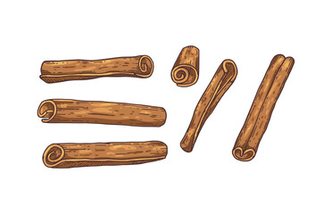 Set of Cinnamon sticks or rolls engraving colored vector illustration isolated.