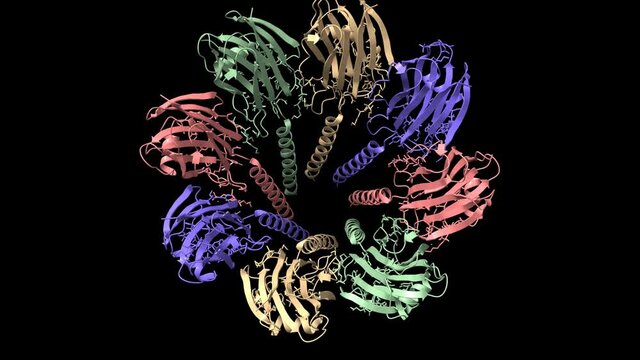 Structure of fragaceatoxin C (FraC) from the sea anemone Actinia fragacea, animated 3D cartoon and Gaussian surface models, black background	