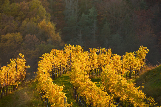 Grapevines in the vineyards in authumn with yellow leaves