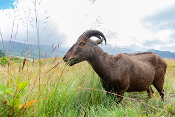 Closeup of nilgiri tahr (Nilgiritragus hylocrius) taken from Eravikulam national park, Munnar which...