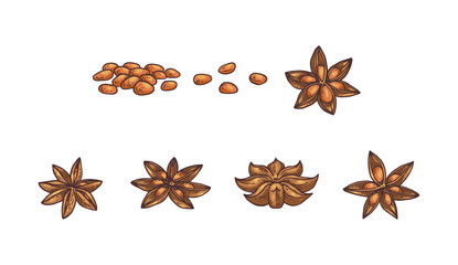 Anise stars and seeds botanical set engraving vector illustration isolated.