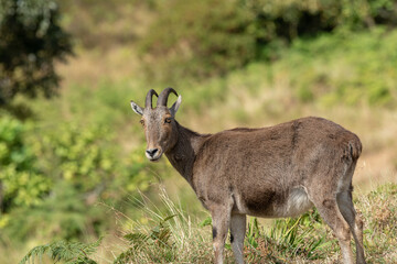Closeup of nilgiri tahr (Nilgiritragus hylocrius) taken from Eravikulam national park, Munnar which is one of the best tourist location in kerala.