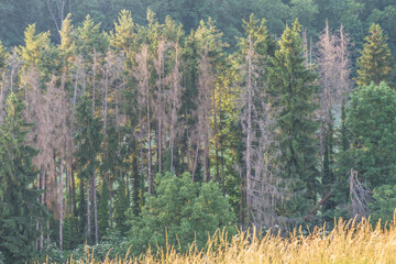 Stark geschädigte Bäume im Nadelwald