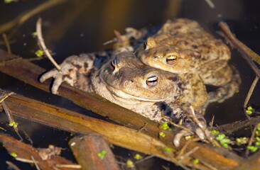 Common or European toad brown colored, Mating toads