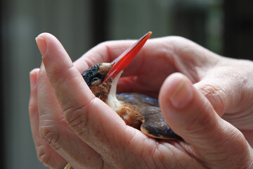 healing hands holding injured kingfisher bird