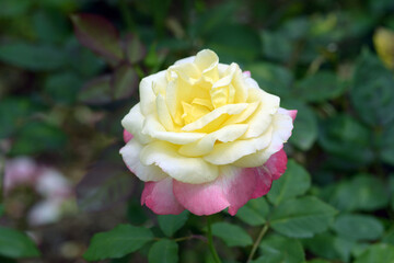 フレンチ・バヒューム　黄色とピンクのバラ