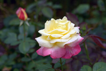 フレンチ・バヒューム　黄色とピンクのバラ