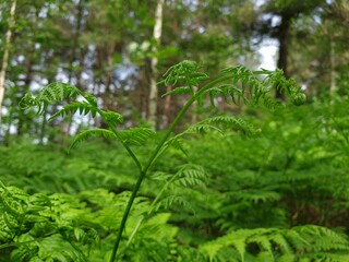 fern leaves