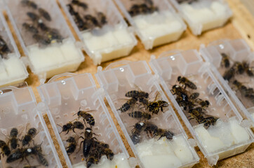 Packaged bees, honey bee queens for sale.