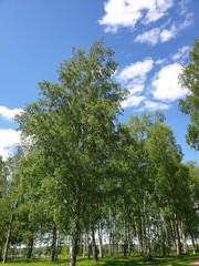 trees and sky