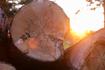 Close-up on timber with sunset in the background