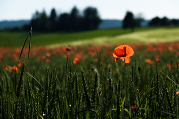 Klatschmohnblüten im Getreidefeld