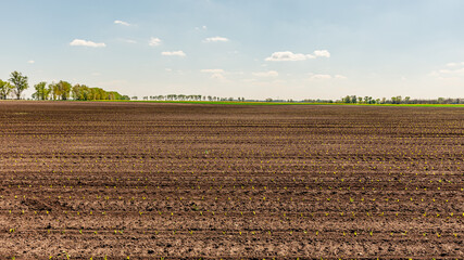 A flat farmland with plants on a sunny day in Hungary.