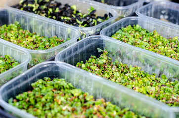 Mix of fresh sprouts. Close-up of microgreens.