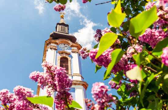 Catholic church, blue sky, and a blooming tree.
