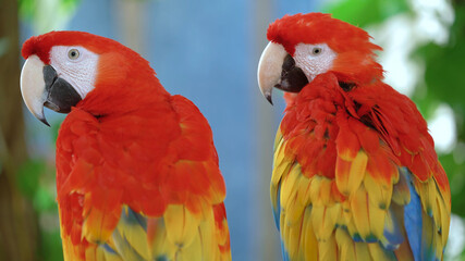 Nature Birds Parrots Fauna Close-up Beauty Large parrots