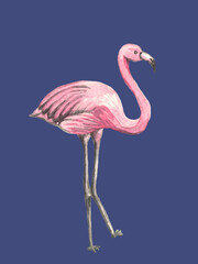 Flamingo watercolor illustration on dark blue background. Animals, wildlife, beautiful bird, zoo. Pink drawing. Design elements. Paradise tropic symbol.