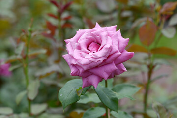 青空　薔薇の花