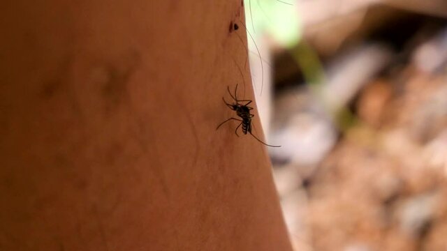 People who get mosquitoes or mosquito bites. Will cause malaria disease