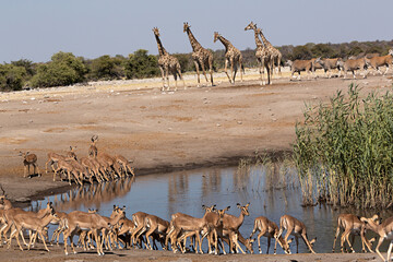 Manada de gacelas y de jirafas en el parque nacional de Ethosa, Namibia.