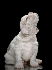 sweet newborn puppy . Clumber spaniel dog on black