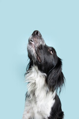 Profile border collie dog looking up begging food. Isolated on blue backgorund
