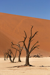 Fototapeta na wymiar Paisaje con acacias secas en el Valle de la muerte, Namibia. 