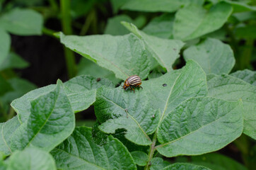 Colorado potato beetle on potato plant leafs eating it. Parasites in agriculture