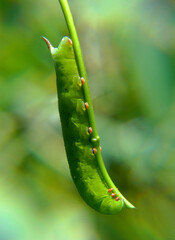 caterpillar on a leaf