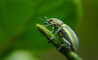 bug on a leaf