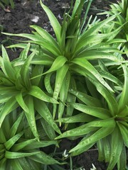close up of a plant. rain drops on a leaf