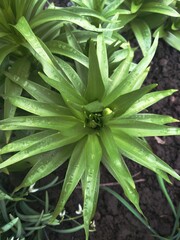 Obraz premium plant in garden with rain drops 