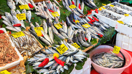 Fresh fish and seafood stall with price tags in historical center of Istambul. Shallow DOF.