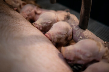 Close up view of hungry newborn pigs sucking mother's nipple in pigpen.